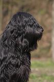 BRIARD 229